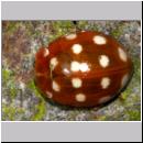 Calvia quatuordecimguttata - Vierzehntropfiger Marienkaefer 06b.jpg